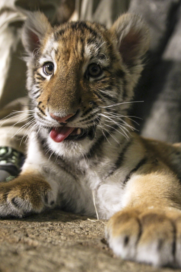 In this Dec. 12, 2016, photo, the Amur tiger cub Kashtan looks at a camera at the Milwaukee County Zoo in Milwaukee. Kashtan is being hand-raised by staff _ an unusual undertaking for a zoo. Kashtan had an infection at about a month old and had to be separated so medical staff could care for him. He was gone for about a month and zoo officials didn&#039;t know whether the mother would take him back and didn&#039;t want to risk his health or safety.