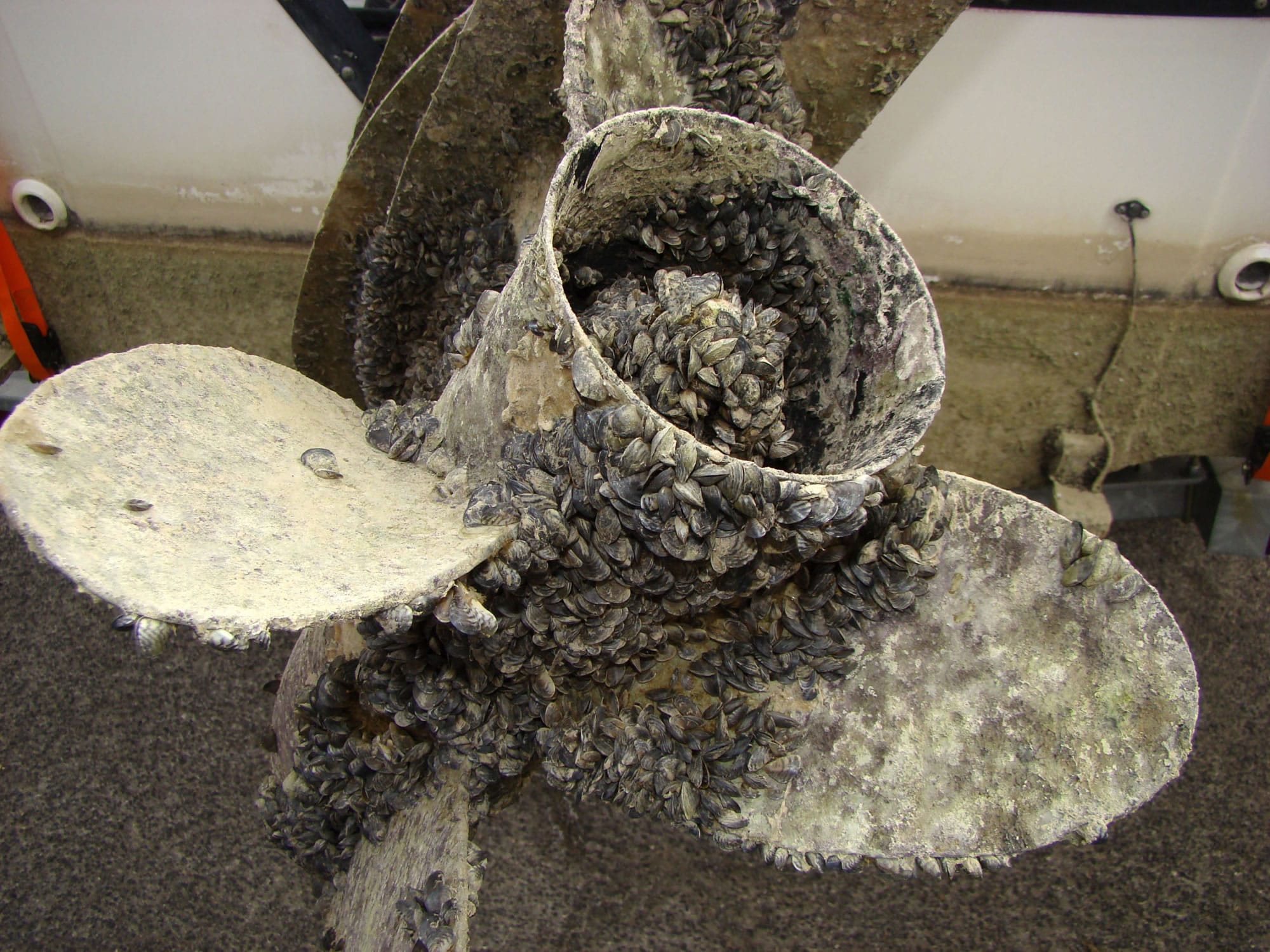 Here's what quagga mussels did to the lower unit of a boat at Lake Mead on the Colorado River.
