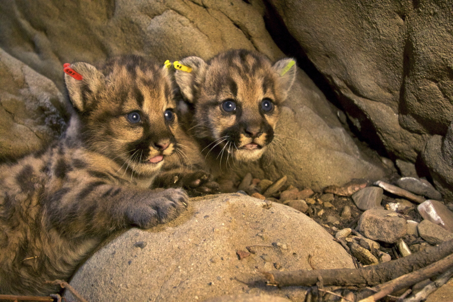 This June 22 photo taken by a National Park Service remote camera shows two mountain lions from a three-kitten litter, designated as P-50, P-51, and P-52, in California&#039;s eastern Santa Susana Mountains. Two of the three kittens and their mother died separately on the same stretch of highway within a month and a half.