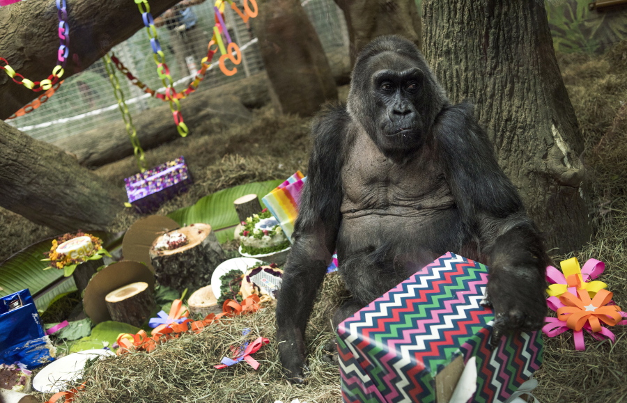 Colo, the world&#039;s first gorilla born in a zoo, opens a present in her enclosure Dec. 22 during her 60th birthday party at the Columbus Zoo and Aquarium in Columbus, Ohio. The Columbus Zoo and Aquarium said Tuesday that Colo, the oldest known gorilla in the U.S., died in her sleep.