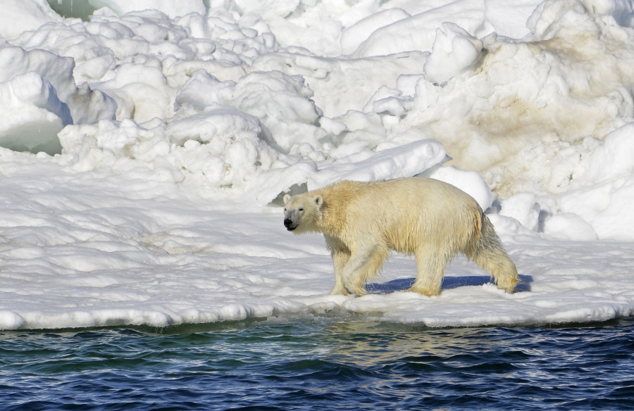 A polar bear dries off after taking a swim June 15, 2014, in the Chukchi Sea in Alaska. The U.S. Fish and Wildlife Service released its plan Monday for the recovery of threatened polar bears. (Brian Battaile/U.S.