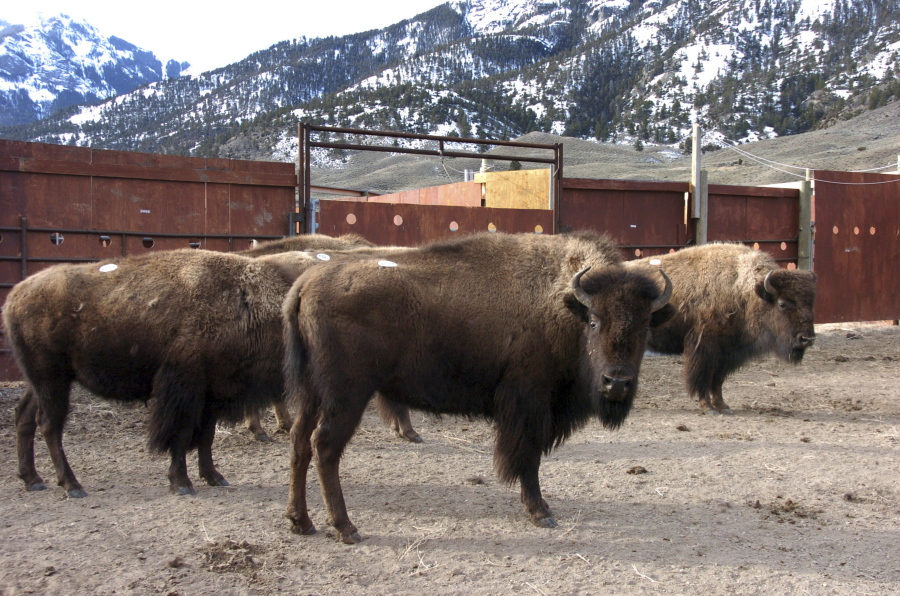 A group of Yellowstone National Park bison await shipment to slaughter March 9, 2016, inside a holding pen along the park&#039;s northern border near Gardiner, Mont.