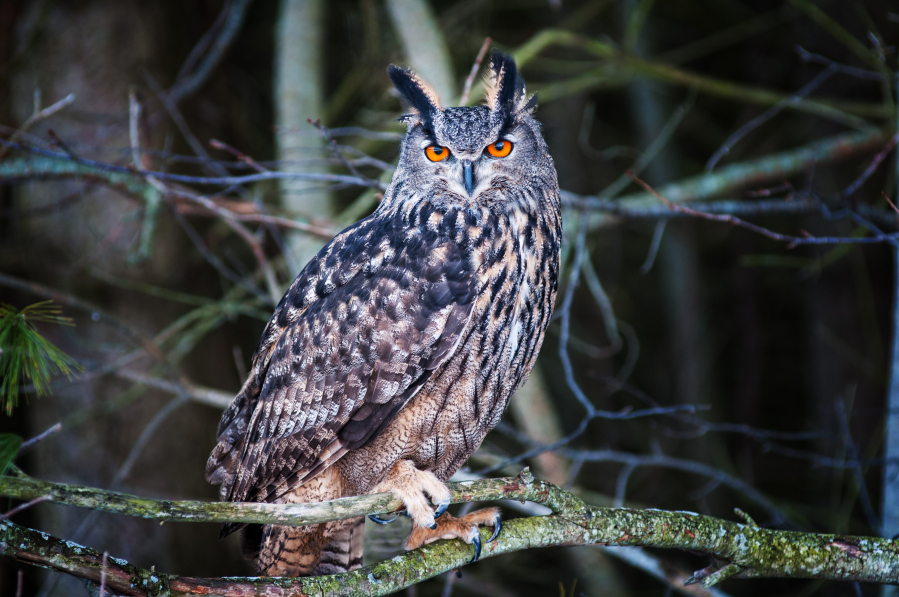 Owls beautiful, fascinating and a way to control the rodents in the garden  - The Columbian