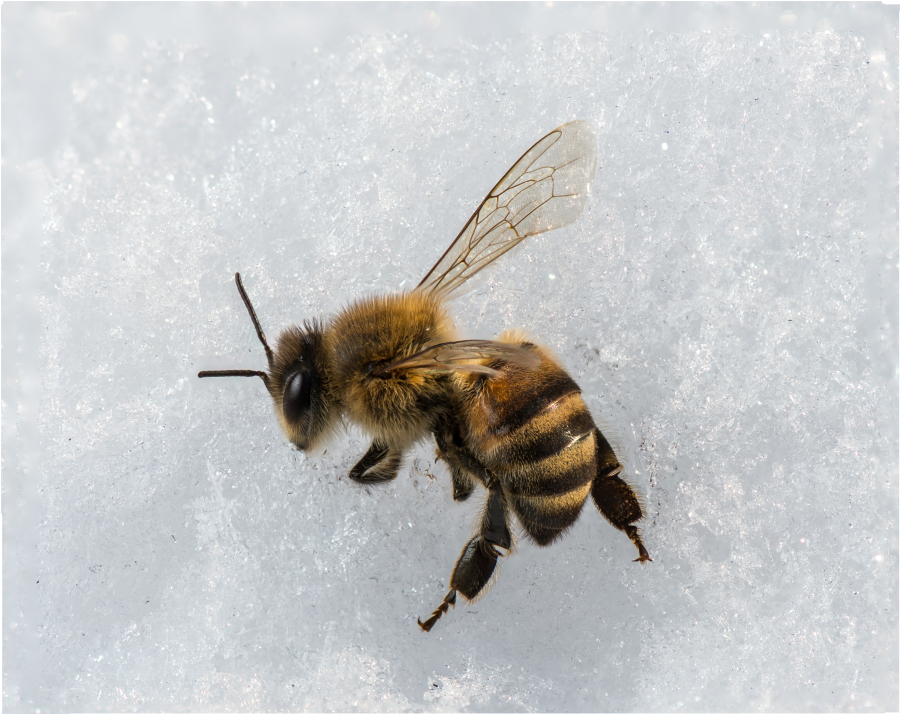 Honey bees struggle to survive Oregon&#039;s brutal winter.
