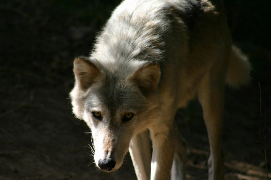A wolf hunts in Oregon.
