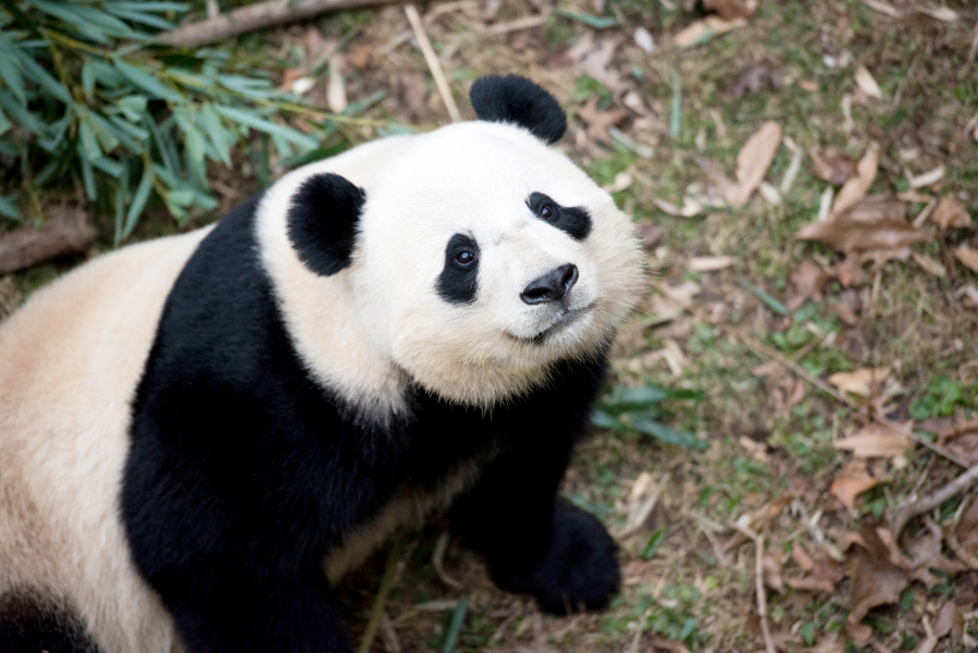 Bao Bao, 3 1/2 , will move from Washington to China to prepare for mating. (Photos by Sarah L.