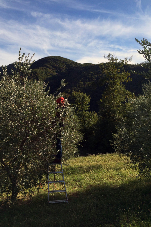Olive harvesting at Pian d&#039;Arcello in Cortona, Italy. In the olive grove, the trees are kept low so they can be easily reached, even by an ordinary step ladder.