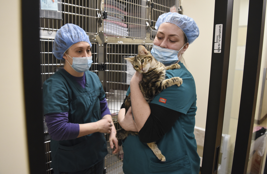 Veterinary assistants Athiena Michalek, left, and Tatjana Green, right, transport a cat from its cage to get prepared for its sterilization surgery at the Humane Society for Southwest Washington.