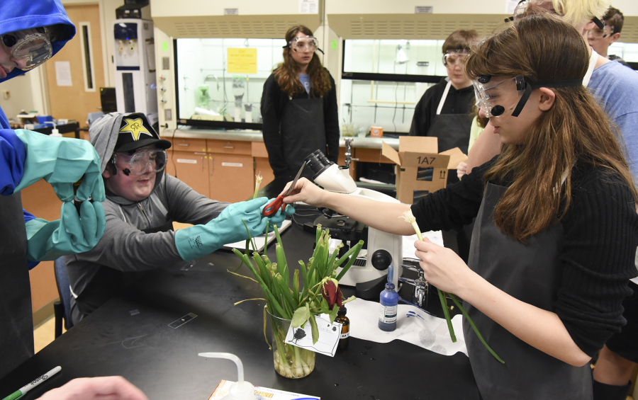 Ryan Bearden, left, hands his classmate Isabella Liddle a pair of scissors during biology glass at Vancouver iTech Preparatory school. Students were looking at the division of onion cells through microscopes.