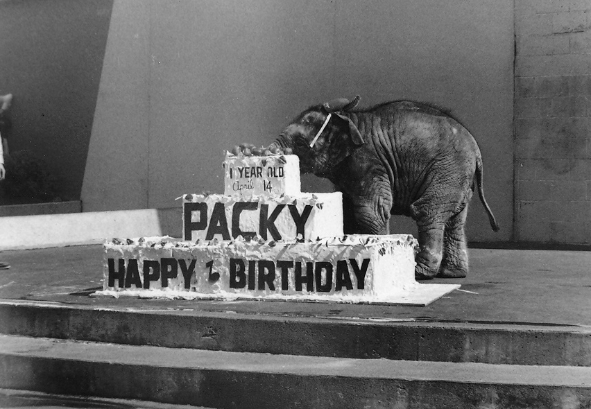 Packy the elephant on his first birthday at the Oregon Zoo on April 14, 1963. Packy celebrated his 49th birthday during "Elephantastic" April 16, 2011, at the Oregon Zoo in Portland.