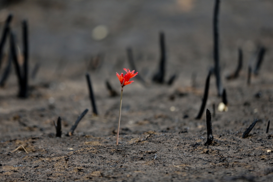 A flower shoots through a landscape razed by wildfires in Chile&#039;s Cauquenes community, Thursday, Feb. 2, 2017. The national forestry agency says Chile&#039;s raging wildfires have destroyed nearly 904,000 acres (366,000 hectares) since Jan. 15.