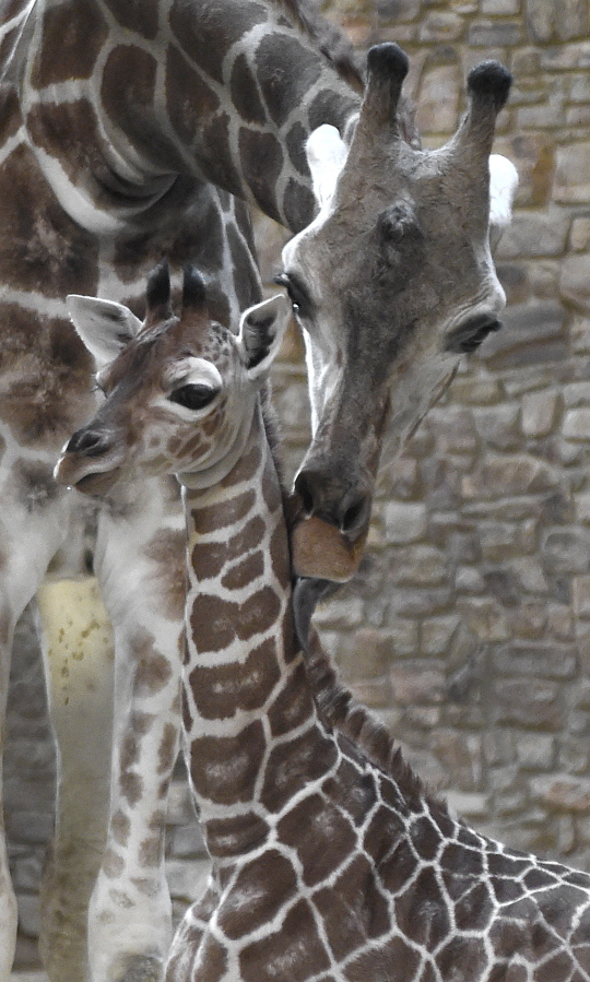 A female reticulated giraffe calf, born Feb. 6 to 4-year-old Juma, top, and 11-year-old Caesar, at the Maryland Zoo in Baltimore. The giraffe house will remain closed while Juma and the calf bond.