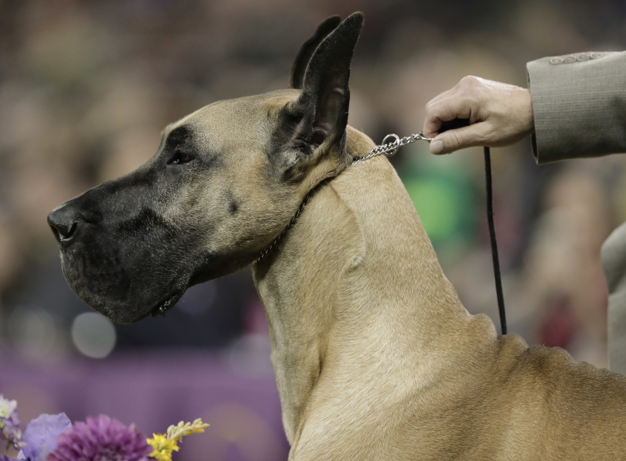 A great Dane waits its turn in the ring during the working group competition at the 141st Westminster Kennel Club Dog Show this week in New York.