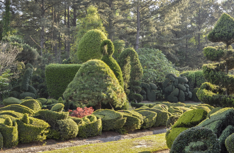 Pearl Fryar Topiary Garden in Bishopville, S.C.