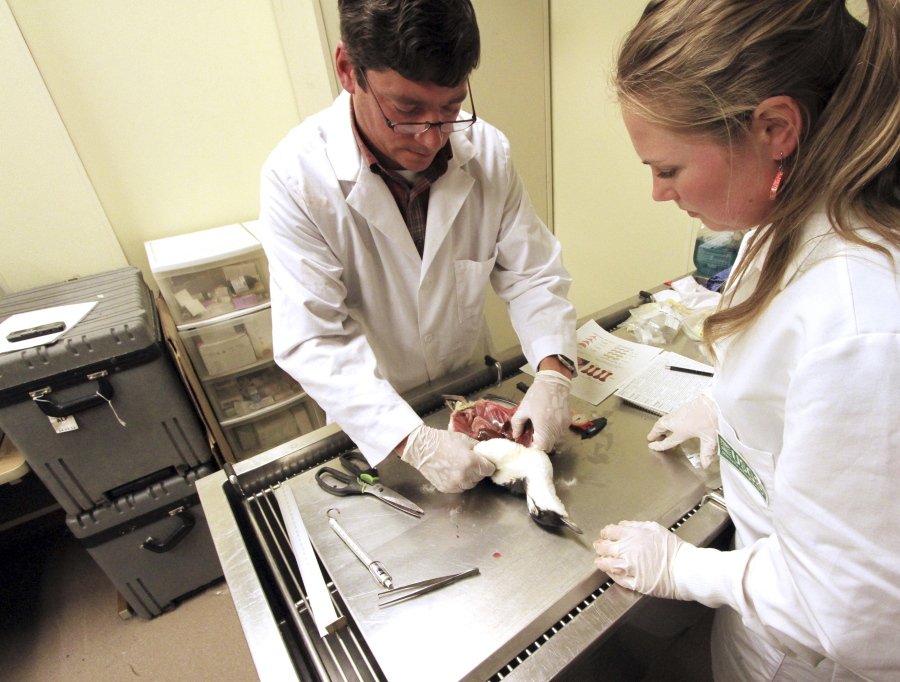Wildlife biologists Rob Kaler of the U.S. Fish and Wildlife Service and Sarah Schoen of the U.S. Geological Survey examine body parts of a common murre during a necropsy in Anchorage, Alaska.