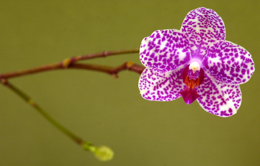 A phalaenopsis orchid named Super Stupid (The Columbian files)