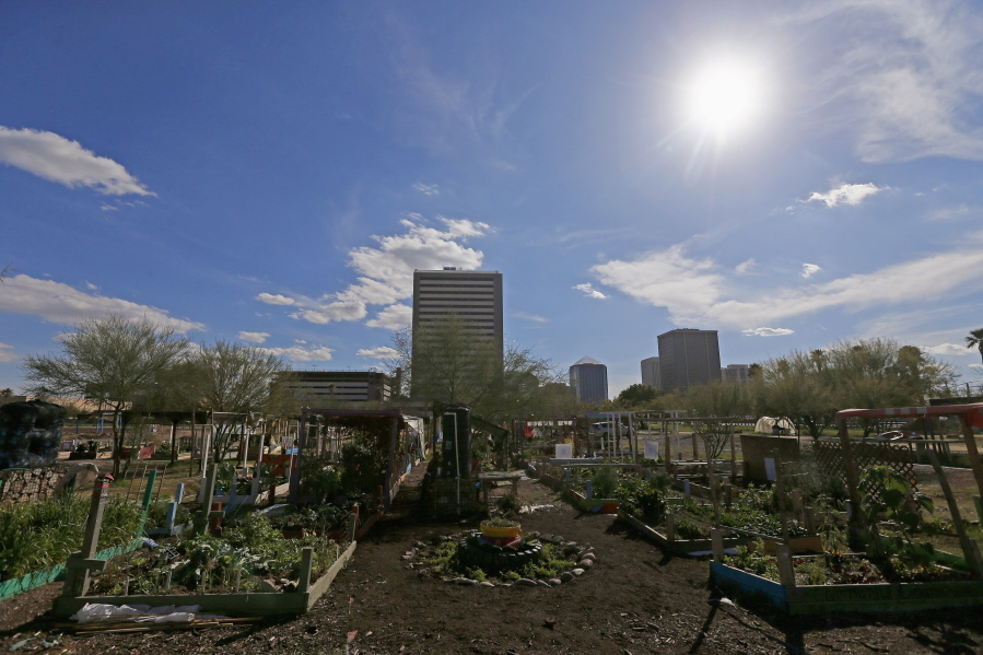 About 150 individual plots make up a 15-acre urban garden on a vacant lot in Phoenix.  The garden closed Friday; the developer that owned the land gave it back amid lawsuits. (ross d.