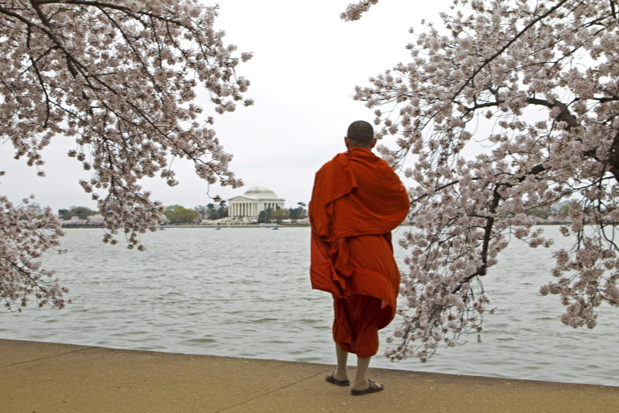 A visitor takes pictures of cherry blossom trees in full bloom on the tidal basin in Washington, D.C., in March.