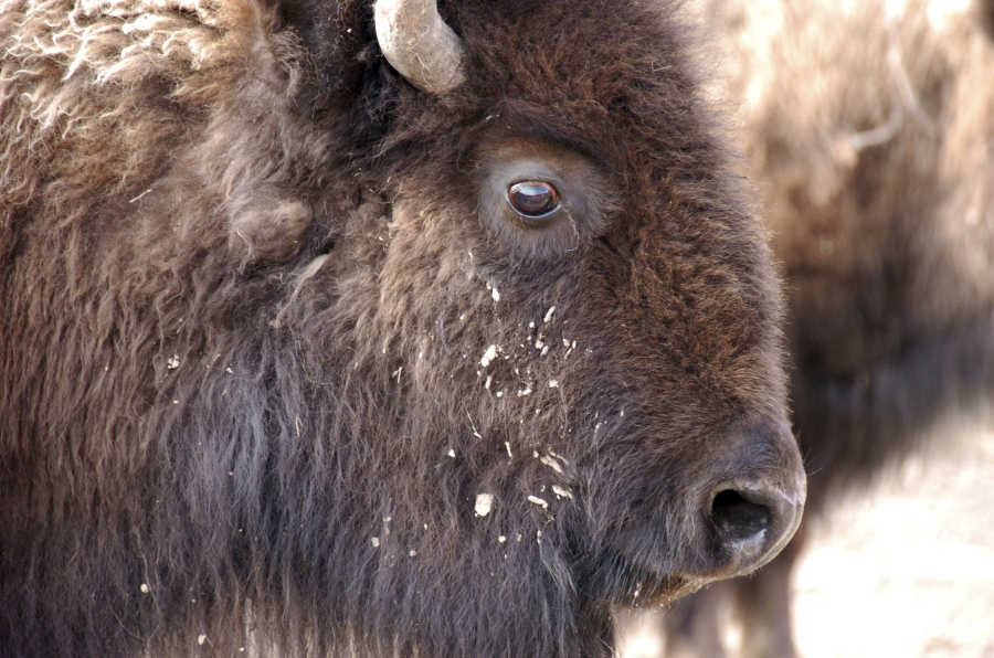 A bison from Yellowstone National Park being held for shipment to slaughter near Gardiner, Mont.