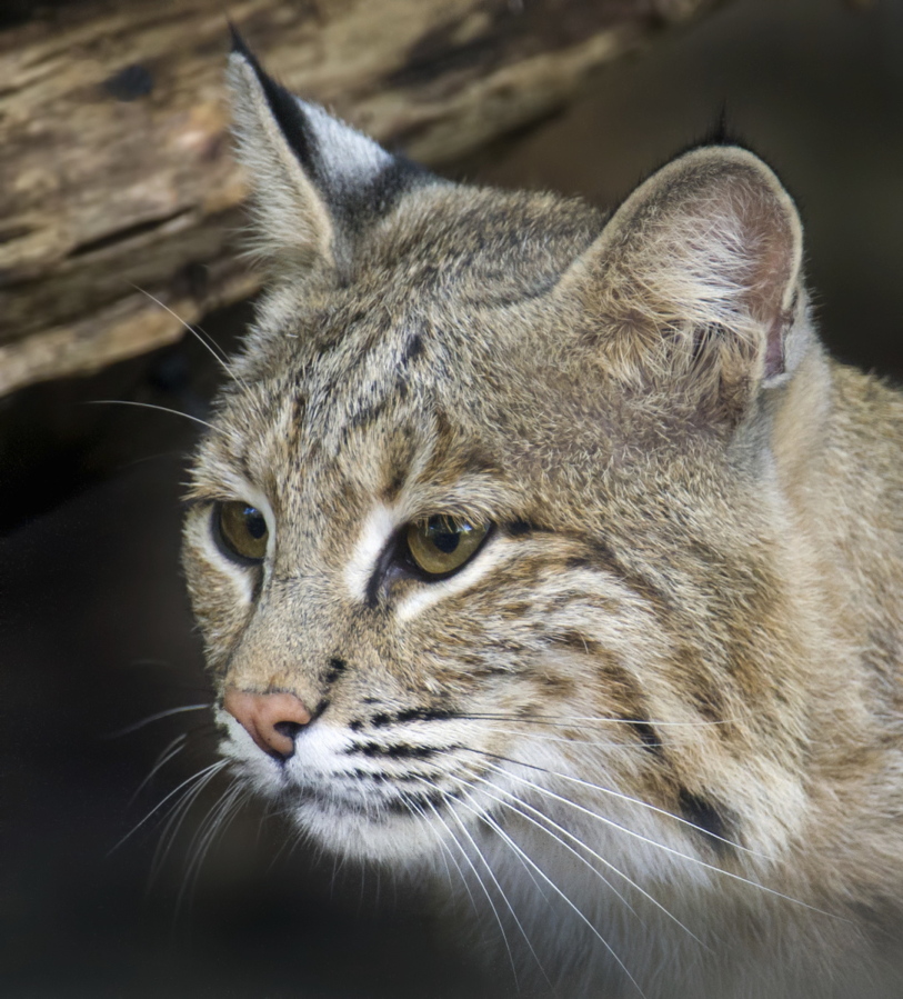 Ollie the bobcat escaped from her enclosure at the National Zoo in Washington. She was discovered missing Monday morning when she didn&#039;t show up for breakfast.