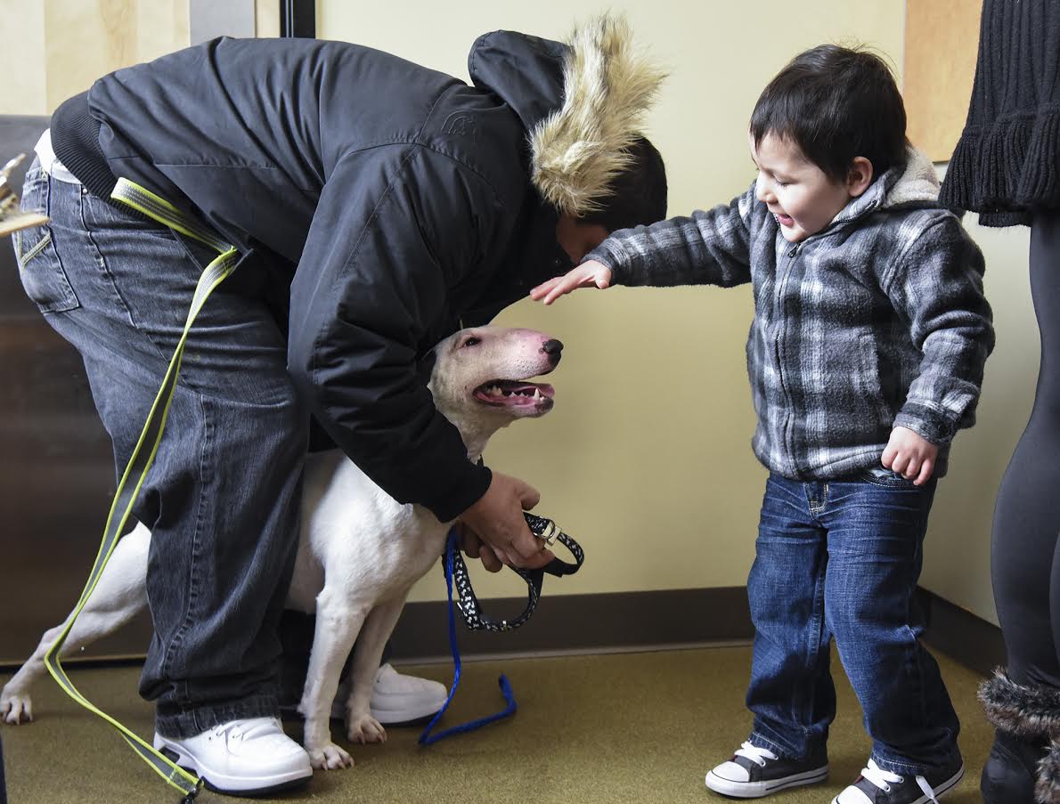 (LEAD OPTION) Julio Vorrayo, left, attaches a harness to Amaya, a one-year-old bull terrier, while Vorrayo’s son, Julian Vorrayo pets the family dog at the Humane Society for Southwest Washington after Amaya escaped from the family’s backyard and hoped on a school bus headed for Shahala Middle School in Vancouver, Wednesday February 1, 2017.