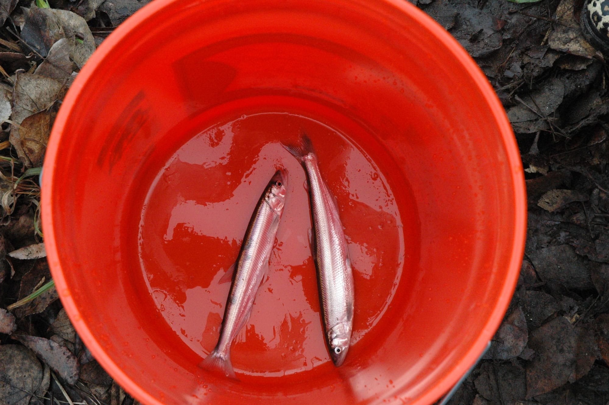 Smelt dipping was a bust Saturday in the lower Cowlitz River and no additional opportunities are anticipated in 2017.