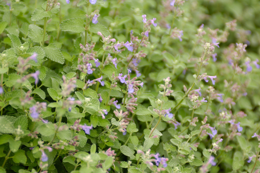 Catnip repels ants, fleas and mosquitoes.