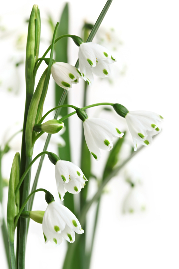 The snowflake is distinctive for its bell-shaped white flowers with green dots at the edge of petals. It grows taller and blooms later than the snowdrop.