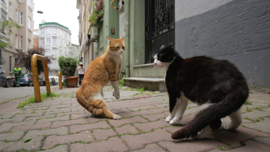 Gamsiz, right, spars with another cat on the street in &quot;Kedi,&quot; also known as &quot;Nine Lives in Istanbul.&quot; (Oscilloscop Laboratories)