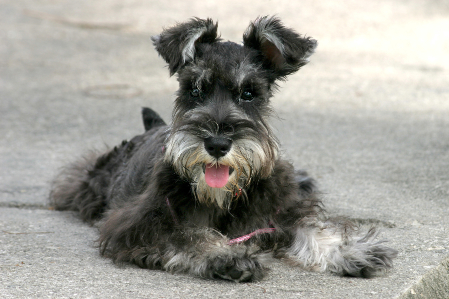 The miniature schnauzer has a short, close undercoat and harder outer coat. Its hair is longer on its face and legs.