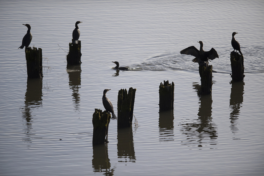 A handful of birds create a serene scene as they rest on pilings in Burnt Bridge Creek along Fruit Valley Road Jan. 23.