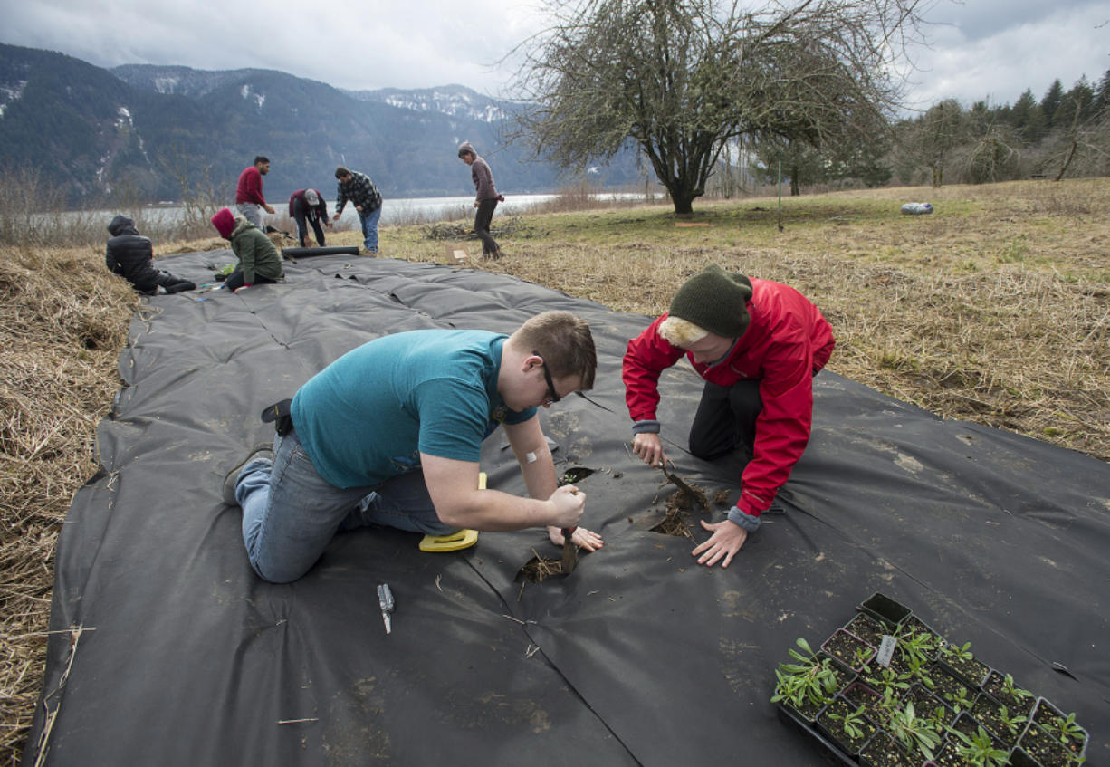 Clark College students Tullee Stanford, left, and Andrew Stofiel join classmates as they lend a hand to restoration efforts at St. Cloud Park in the Columbia River Gorge on Tuesday afternoon. Native plants were started in a greenhouse at Clark College and transplanted to their new home in the Gorge.