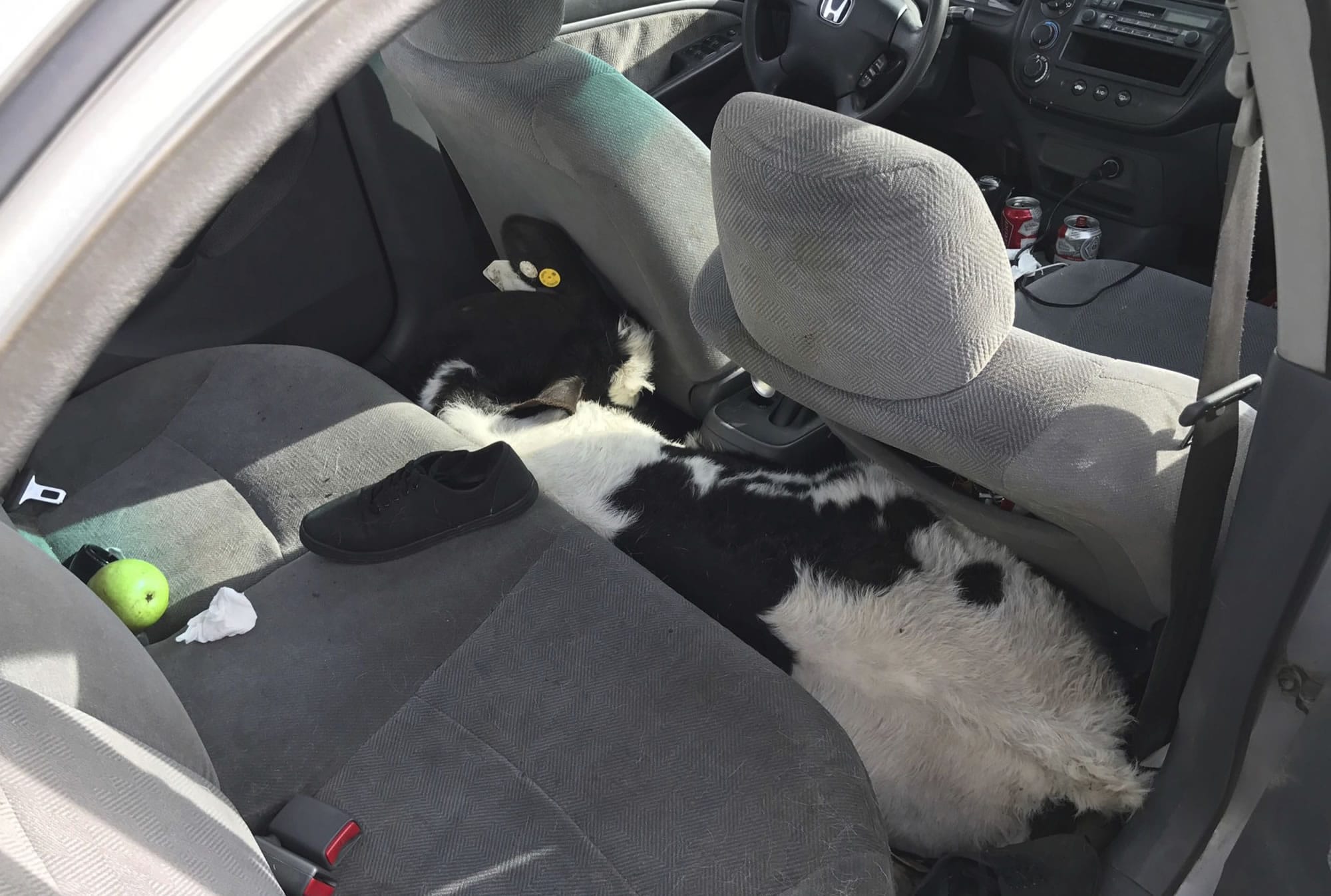 This March 4, 2017 photo provided by the California Highway Patrol San Gorgonio Pass shows a cow wedged between the front and back seat of a Honda Civic along the side of an interstate highway in Beaumont, Calif. It was one of the more unusual calls the California Highway Patrol had received, Someone reported seeing a cow trying to climb out of a small car parked alongside an interstate. Officers responding Saturday, along a mountain pass in Southern California's Riverside County discovered a calf trying to escape from a Honda Civic's open trunk. Another calf was crammed into the floor of the backseat.