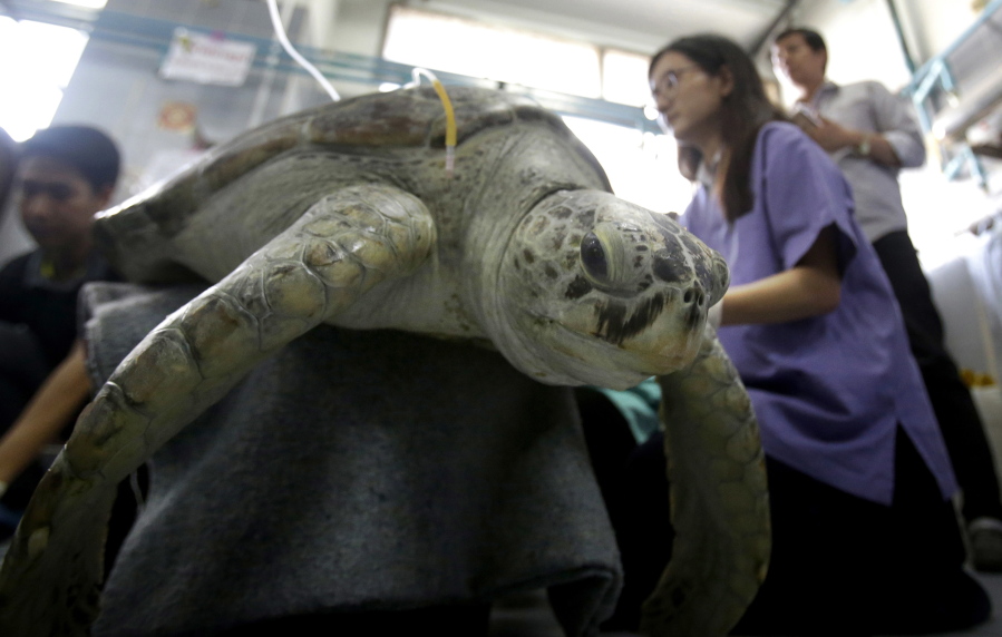 Green sea turtle Bank receives rehabilitation treatment at the Chulalongkorn University in Bangkok, Thailand, Friday, March 10, 2017. Veterinarians operated on 25-year-old Bank Monday to remove 915 coins weighing 5 kilograms (11 pounds) from her stomach, which she swallowed after misguided human passers-by tossed coin into her pool for good luck in eastern Thailand.