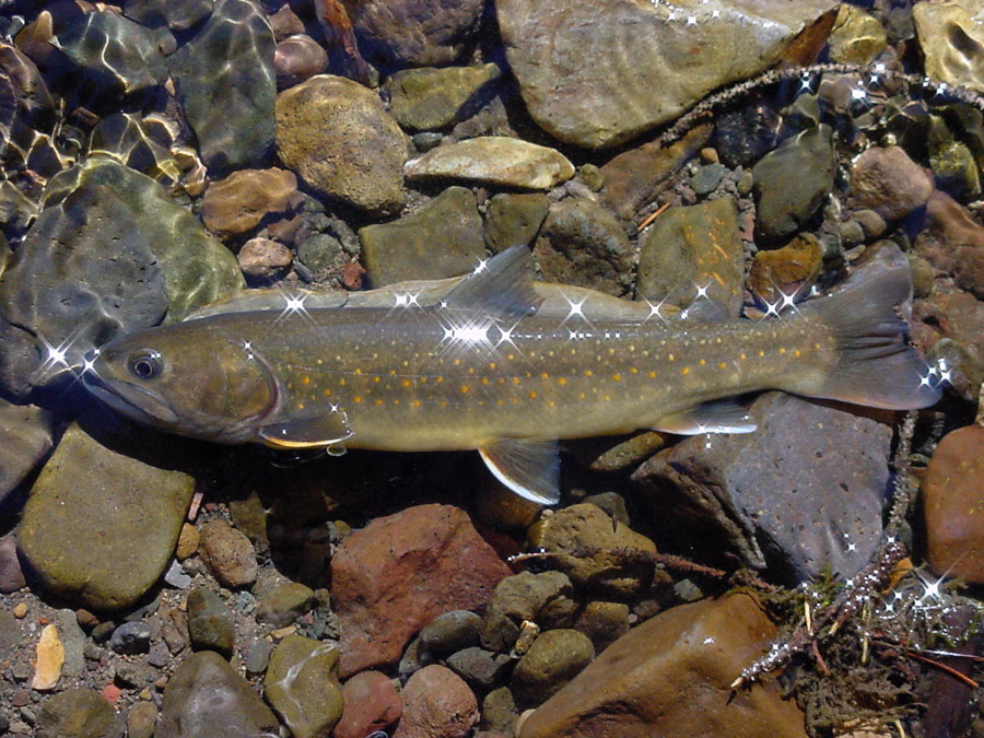 A bull trout is seen in the Little Lost River in Idaho. A federal lawsuit by an environmental group seeking to force federal agencies to analyze whether about two dozen dams operating in Idaho, Oregon, Washington and Montana are harming bull trout has been dismissed. (Bart Gamett/U.S.