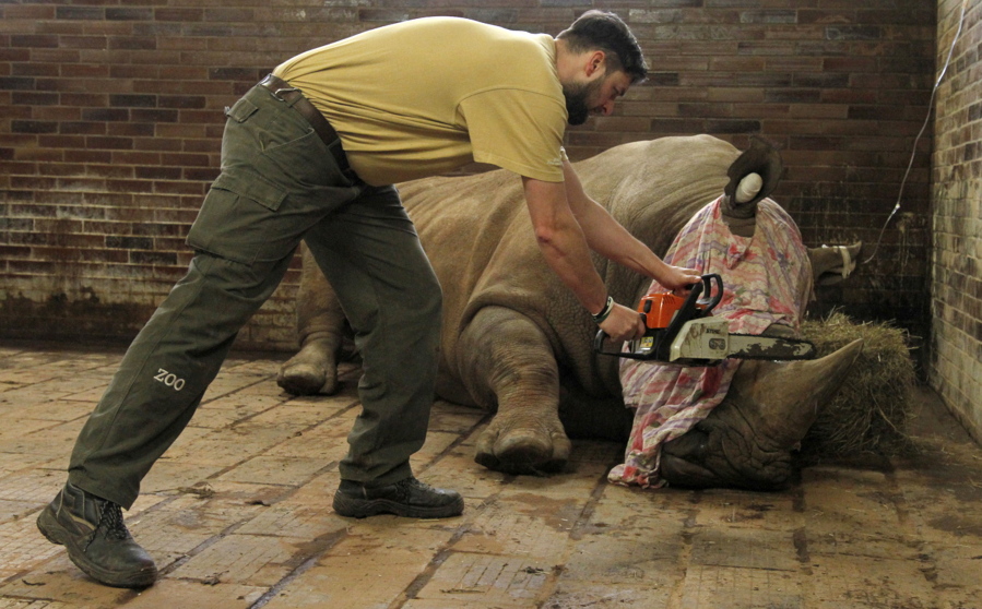 Zookeeper Dvur Kralove removes a horn of Pamir, a southern white rhino, as one of the safety measures to reduce the risk of any potential poaching attack.
