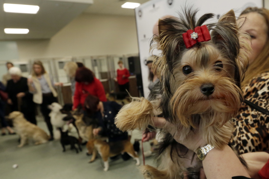 Teddy, a Yorkshire Terrier, looks at the camera as others in the American Kennel Club&#039;s rankings line up.