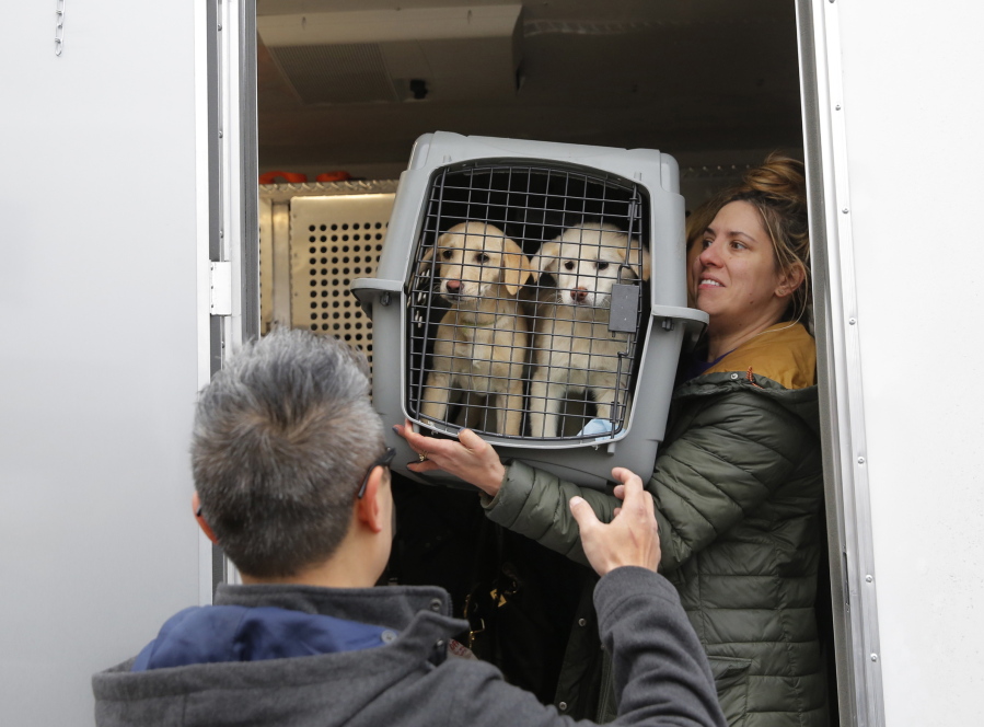 A crate holding two puppies rescued from a South Korean dog meat farm are loaded Sunday onto an animal transport vehicle near Kennedy Airport by Animal Haven Director of Operations Mantat Wong, left, and volunteer Nicole Smith in the Queens borough of New York. The Humane Society International is responsible for saving 46 dogs that would otherwise have been slaughtered.