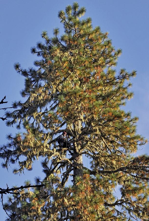 Augie Schilling, of Ashland, Ore., sits near the top of one of the world&#039;s tallest ponderosa pine near Merlin, Ore., in 2011.
