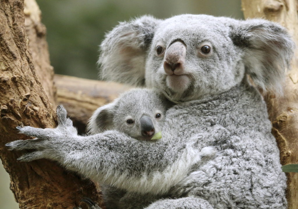 Koala joey Ramboora and  his mother Iona  sit in the enclosure in the zoo in Duisburg, Germany, Wednesday, March 8, 2017.