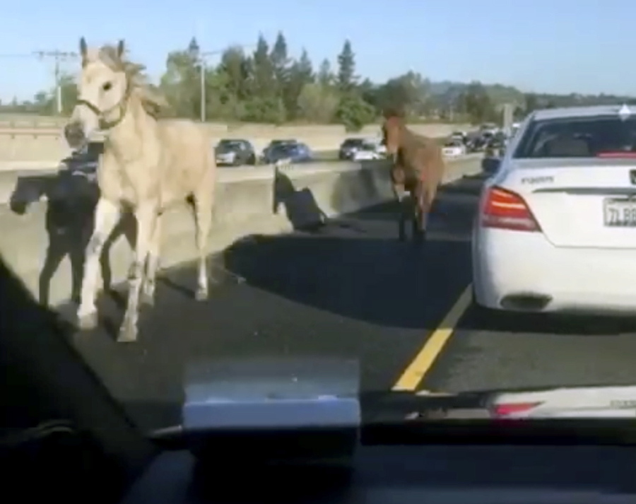 In this image made from a video provided by @slimjanders, a white horse and a brown mule run across Interstate 680 east of San Francisco on Monday.