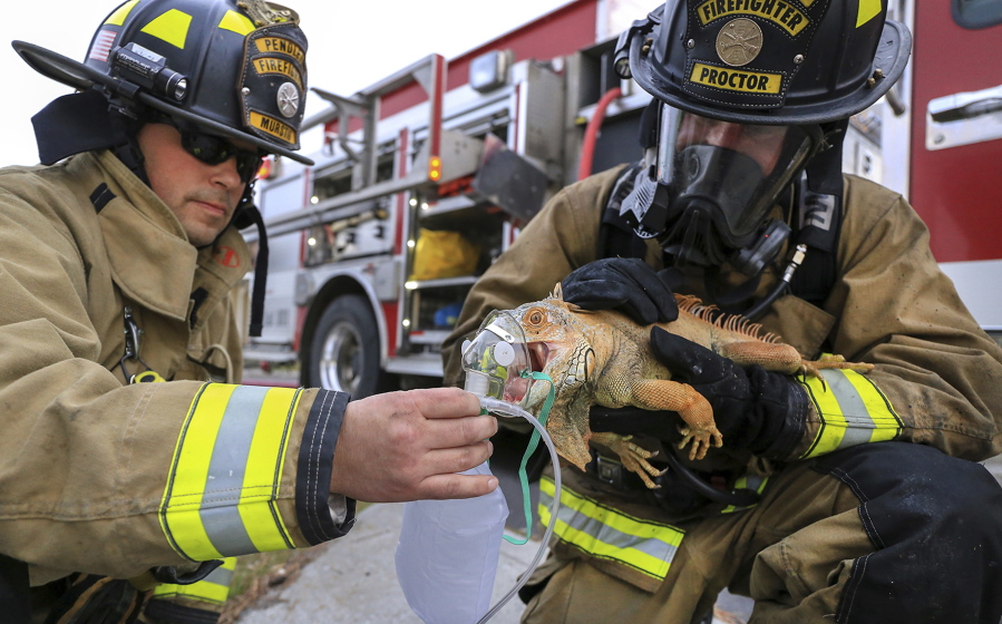 Pendleton firefighter/paramedics Craig Murstig, left, and Marc Proctor give first-aid oxygen to an iguana rescued from a burning house on Southwest Goodwin Ave. in Pendleton, Ore., Friday. Although the home was damaged, the family - and their 20-pound iguana - were not hurt.