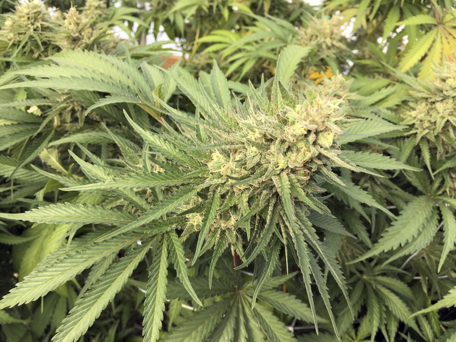 FILE- In this Sept. 30, 2016, file photo, a marijuana plant is seen before harvesting at a rural area near Corvallis, Ore. The Oregon Liquor Control Commission issued its first recall of recreational pot after tests showed that a particular brand contained a level of pesticide residue that surpassed the state limit.