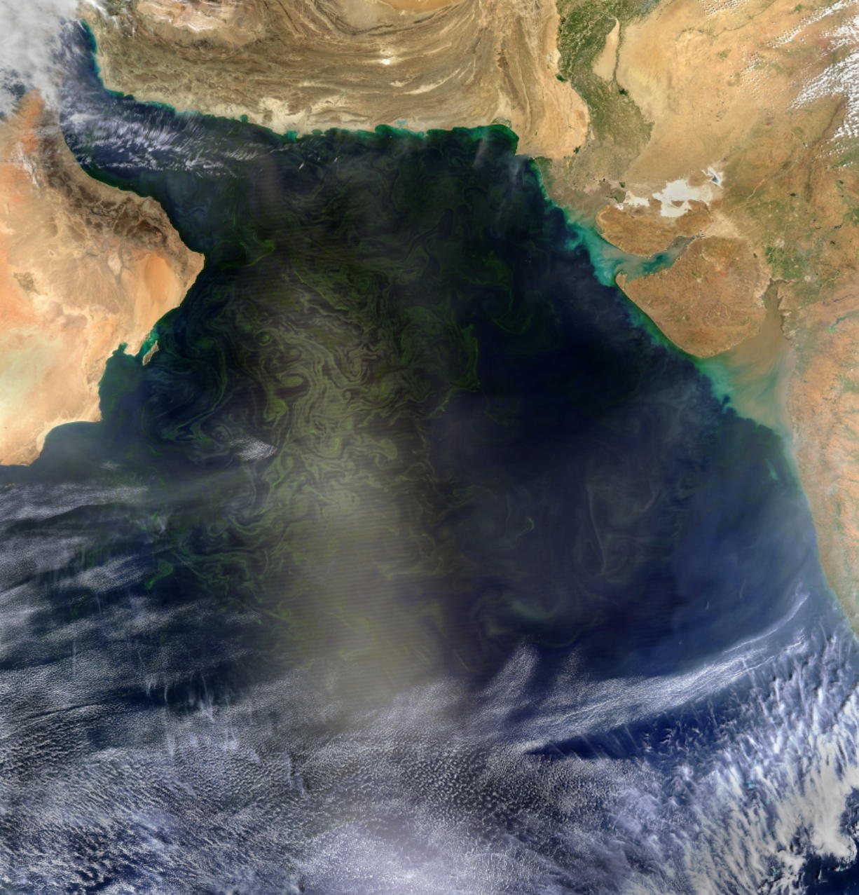 Composite of images from the USGS Landsat 8 satellite and the NASA Aqua-MODIS satellite, a mass of the algae noctiluca scintillans blooms in the Arabian Sea off the coast of Oman stretching past Pakistan to India.