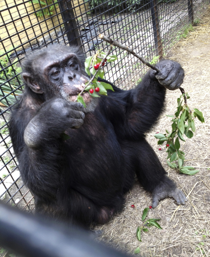 Kiko the chimp eats wild cherries in 2013 at the Primate Sanctuary in Niagara Falls, N.Y.
