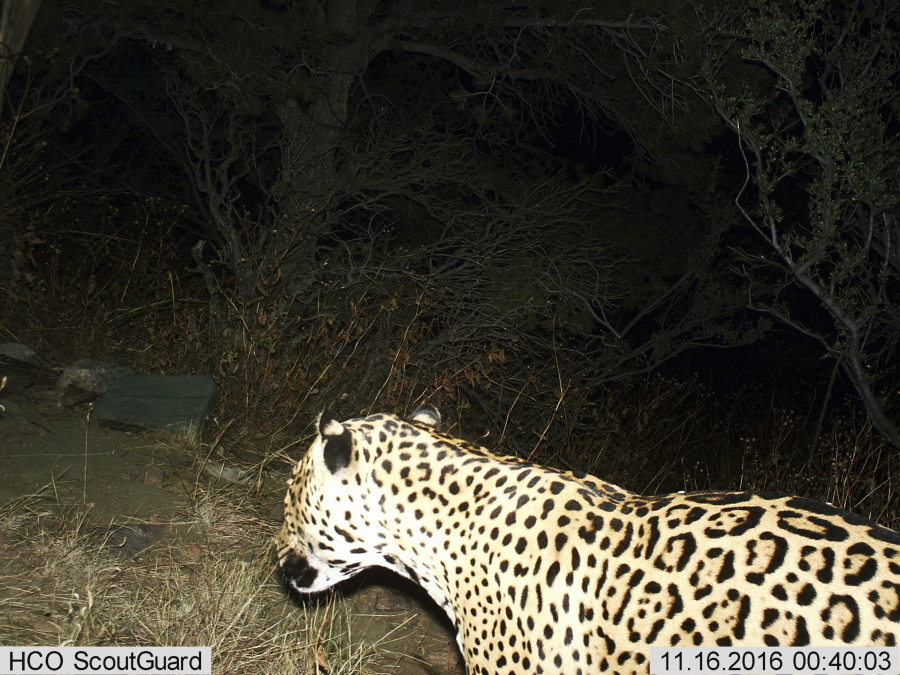 This Nov. 16 photo taken by a motion-detection trail camera shows a jaguar in the Dos Cabezas Mountains of southern Arizona.