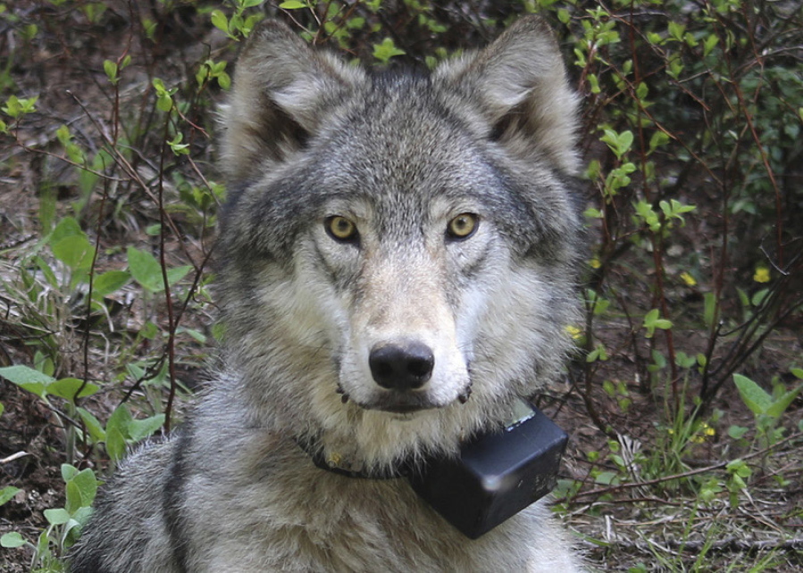 A female wolf from the Minam pack outside La Grande, Ore., is seen March 13, 2014, after it was fitted with a tracking collar. The population of wolves in Washington state grew by 28 percent last year, with at least two new packs, the state Department of Fish and Wildlife said Friday.