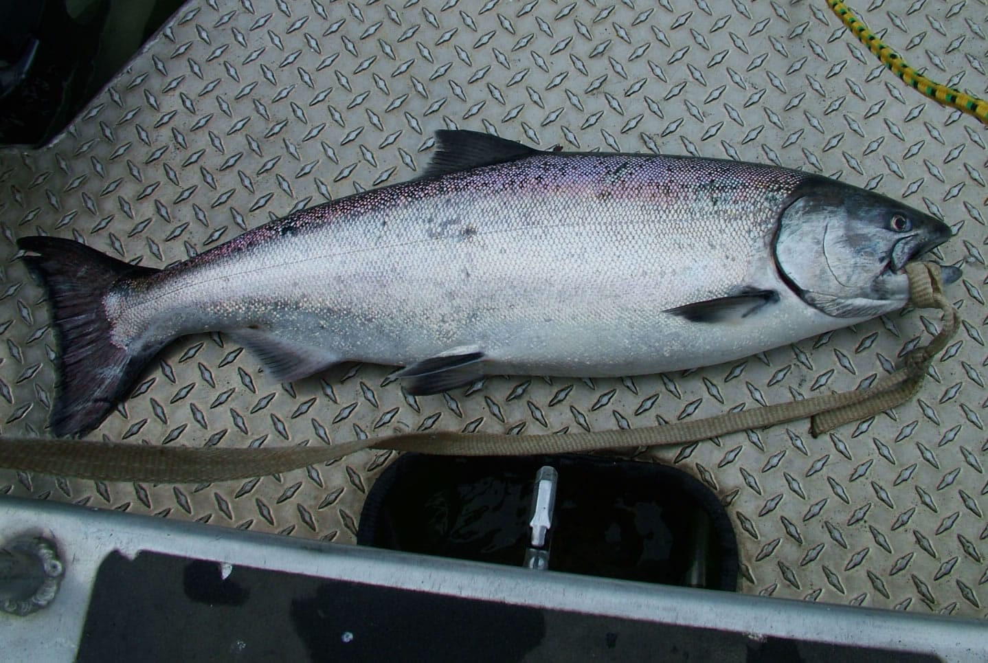 Anglers caught just 41 spring chinook salmon between March 1 and 19 in the lower Columbia River, according to Washington and Oregon estimates.