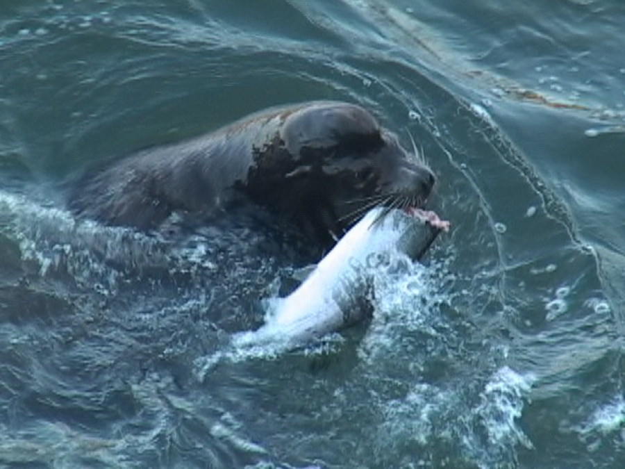 A sea lion eats a salmon in the Columbia River at Bonneville Dam.