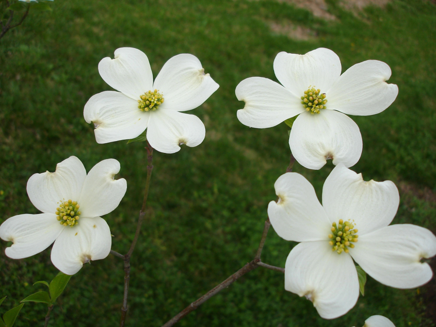 Karen&#039;s Appalachian Blush, one of a number of dogwoods developed at the University of Tennessee to resist disease.